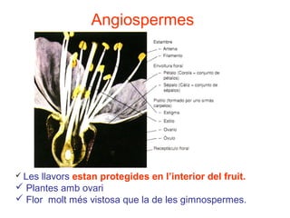 Angiospermes
 Les llavors estan protegides en l’interior del fruit.
 Plantes amb ovari
 Flor molt més vistosa que la de les gimnospermes.
 
