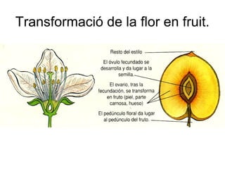 Transformació de la flor en fruit.
 
