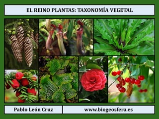 Pablo León Cruz www.biogeosfera.es
EL REINO PLANTAS: TAXONOMÍA VEGETAL
 