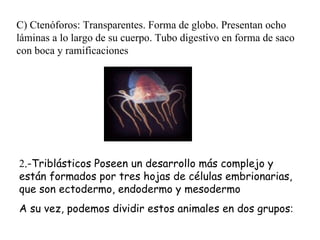 C) Ctenóforos: Transparentes. Forma de globo. Presentan ocho láminas a lo largo de su cuerpo. Tubo digestivo en forma de s...