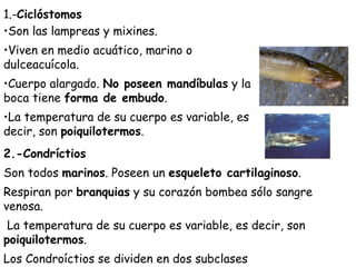 <ul><li>1.- Ciclóstomos </li></ul><ul><li>Son las lampreas y mixines.  </li></ul><ul><li>Viven en medio acuático, marino o...