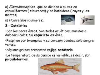 <ul><li>a)  Elasmobranquios ,, que se dividen a su vez en escualiformes ( tiburones) y en batoideos ( rayas y las mantas )...