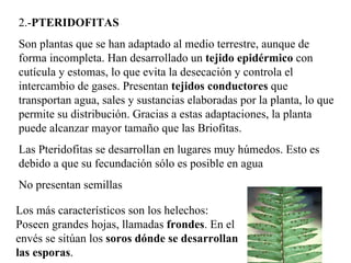 2.- PTERIDOFITAS   Son plantas que se han adaptado al medio terrestre, aunque de forma incompleta. Han desarrollado un  te...
