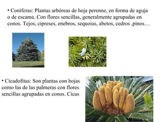 <ul><li>Coníferas: Plantas arbóreas de hoja perenne, en forma de aguja o de escama. Con flores sencillas, generalmente agr...