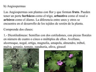 b) Angiospermas Las Angiospermas son plantas con flor y que forman  fruto . Pueden tener un porte  herbáceo  como el trigo...