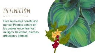 Este reino está constituido
por las Plantas dentro de
las cuales encontramos:
musgos, helechos, hierbas,
arbustos y árboles.