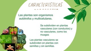 Las plantas son organismos
autótrofos y multicelulares.
Se subdividen en plantas
vasculares (con conductos) y
no vasculares, como los
musgos
Las plantas vasculares se
subdividen en plantas con
semillas y sin semillas.
