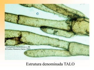Estrutura denominada TALO
 