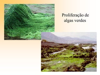 Proliferação de
algas verdes
 