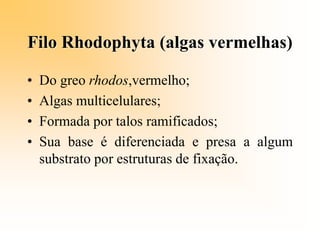 Filo Rhodophyta (algas vermelhas)
• Do greo rhodos,vermelho;
• Algas multicelulares;
• Formada por talos ramificados;
• Sua base é diferenciada e presa a algum
substrato por estruturas de fixação.
 