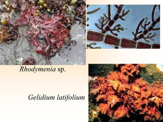 Rhodymenia sp.
Gelidium latifolium
 