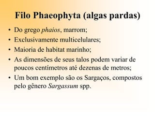 Filo Phaeophyta (algas pardas)
• Do grego phaios, marrom;
• Exclusivamente multicelulares;
• Maioria de habitat marinho;
• As dimensões de seus talos podem variar de
poucos centímetros até dezenas de metros;
• Um bom exemplo são os Sargaços, compostos
pelo gênero Sargassum spp.
 