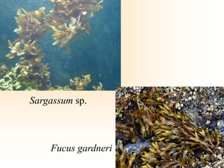 Sargassum sp.
Fucus gardneri
 