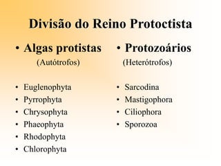 Divisão do Reino Protoctista
• Protozoários
(Heterótrofos)
• Sarcodina
• Mastigophora
• Ciliophora
• Sporozoa
• Algas protistas
(Autótrofos)
• Euglenophyta
• Pyrrophyta
• Chrysophyta
• Phaeophyta
• Rhodophyta
• Chlorophyta
 