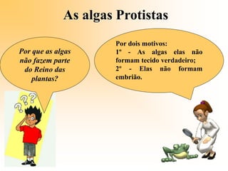 As algas Protistas
Por que as algas
não fazem parte
do Reino das
plantas?
Por dois motivos:
1º - As algas elas não
formam tecido verdadeiro;
2º - Elas não formam
embrião.
 