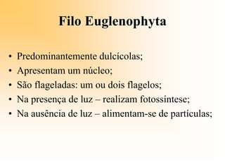 Filo Euglenophyta
• Predominantemente dulcícolas;
• Apresentam um núcleo;
• São flageladas: um ou dois flagelos;
• Na presença de luz – realizam fotossíntese;
• Na ausência de luz – alimentam-se de partículas;
 