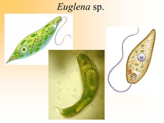 Euglena sp.
 