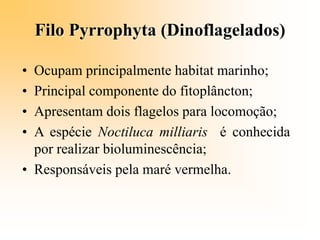 Filo Pyrrophyta (Dinoflagelados)
• Ocupam principalmente habitat marinho;
• Principal componente do fitoplâncton;
• Apresentam dois flagelos para locomoção;
• A espécie Noctiluca milliaris é conhecida
por realizar bioluminescência;
• Responsáveis pela maré vermelha.
 