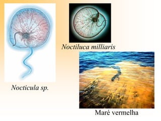 Nocticula sp.
Noctiluca milliaris
Maré vermelha
 