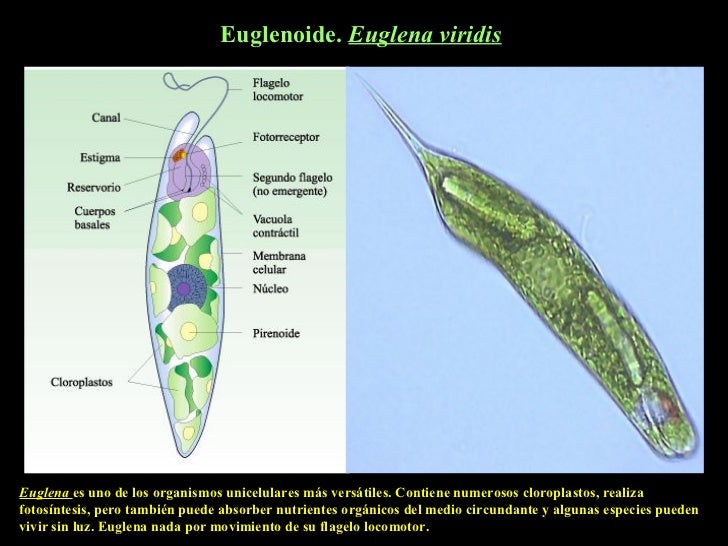 Reino Protista
