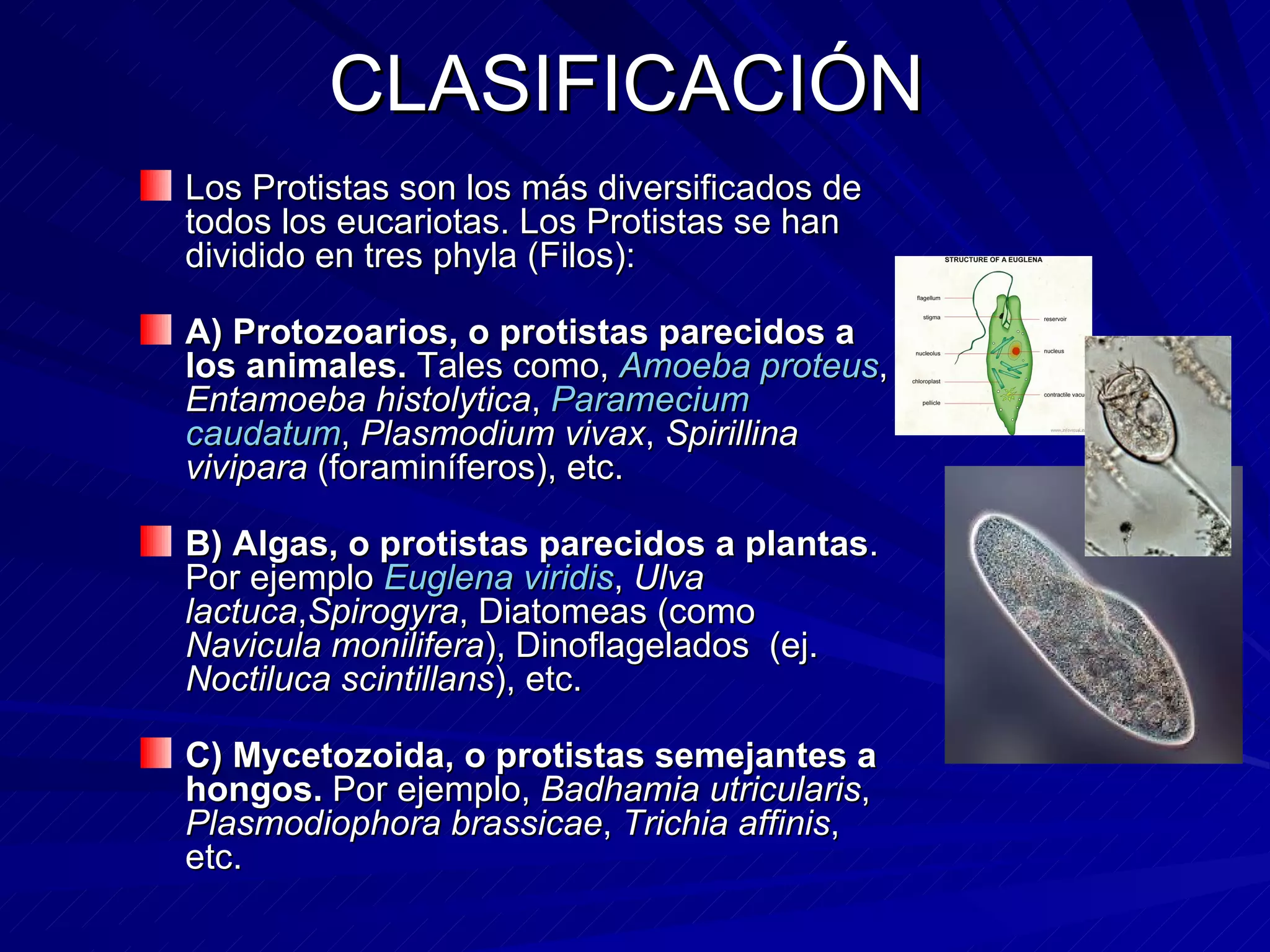 Reino protista | PPT