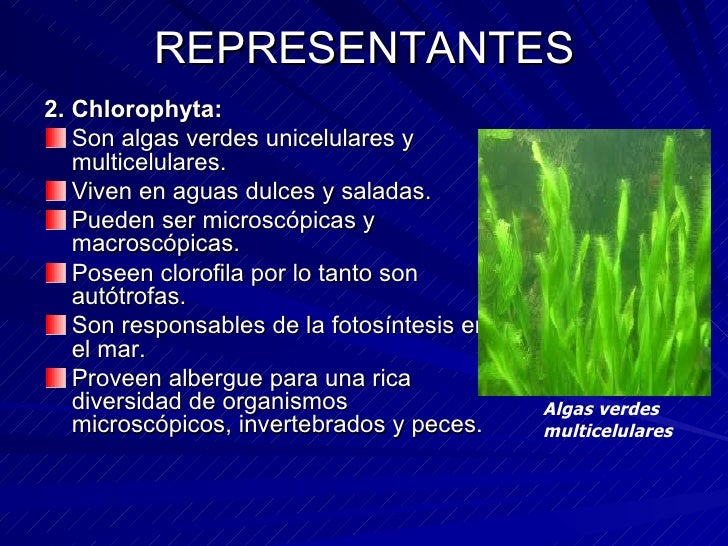 Reino protista