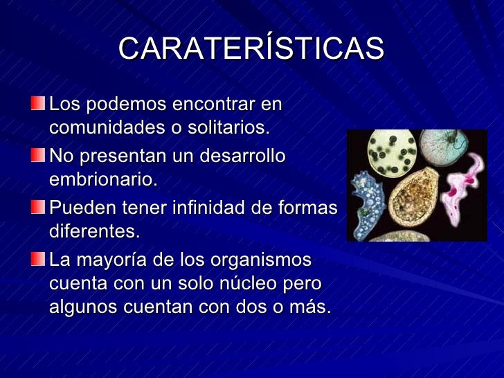 Reino protista