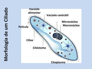 Morfologia de um Ciliado Vacúolo alimentar Cílios Citoplasma Citóstoma Vacúolo contrátil Micronúcleo Macronúcleo Película 