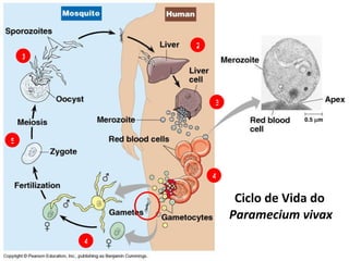 Ciclo de Vida do  Paramecium vivax 1 2 3 4 4 5 
