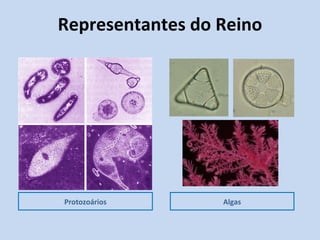 Representantes do Reino Protozoários Algas 