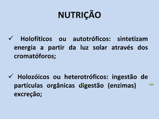 NUTRIÇÃO Holofíticos ou autotróficos: sintetizam energia a partir da luz solar através dos cromatóforos; Holozóicos ou heterotróficos: ingestão de partículas orgânicas digestão (enzimas)  excreção; 