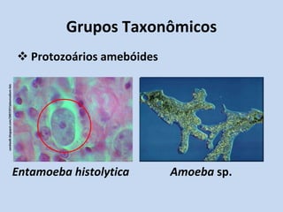 Grupos Taxonômicos Protozoários amebóides Entamoeba histolytica sandwalk.blogspot.com/2007/07/plasmodium-falc Amoeba  sp. 