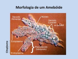 Morfologia de um Amebóide ou pulsátil Citoplasma 
