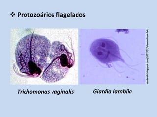 Protozoários flagelados Trichomonas vaginalis Giardia lamblia sandwalk.blogspot.com/2007/07/plasmodium-falc 