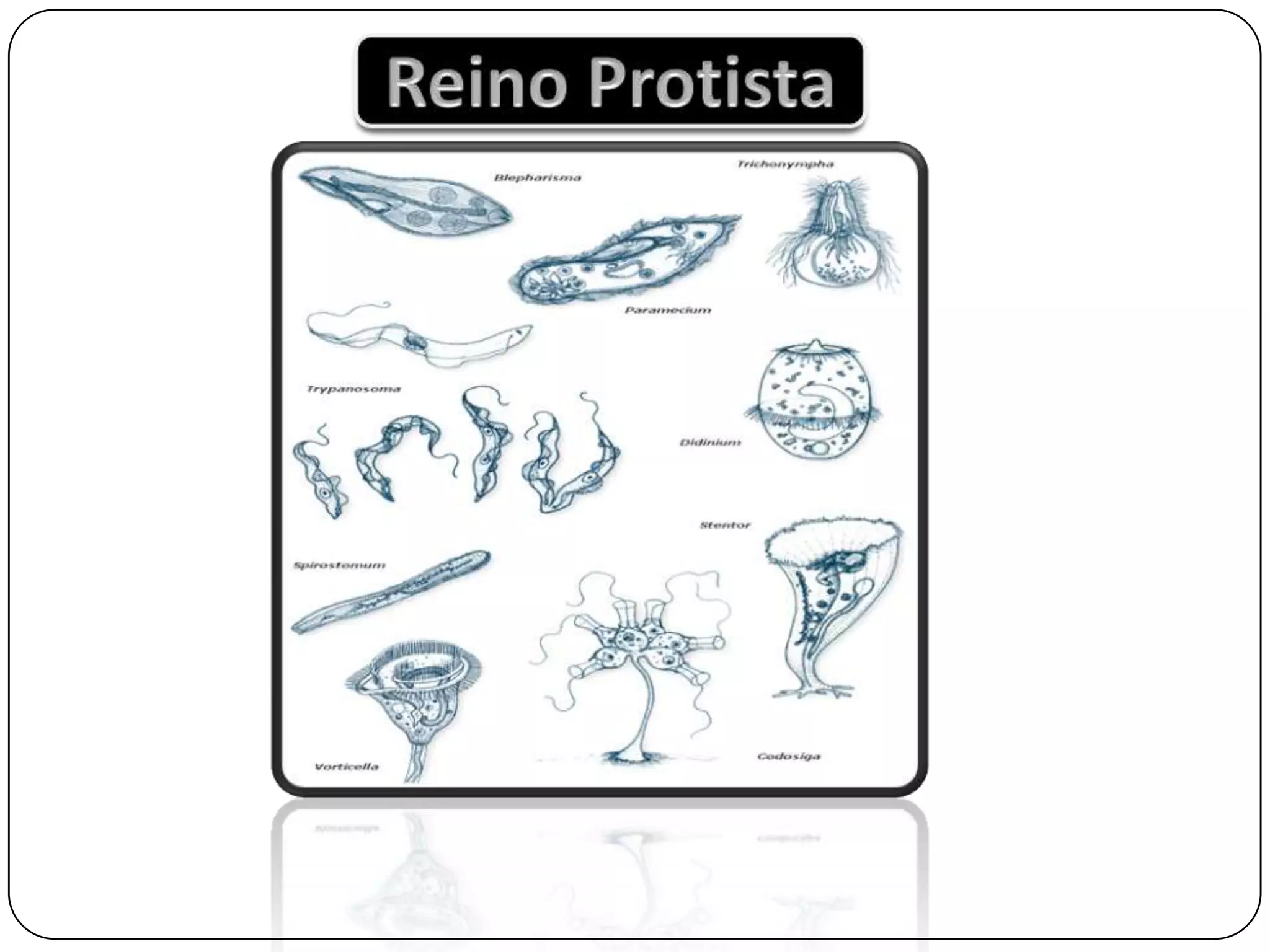 Reino protista | PPTX