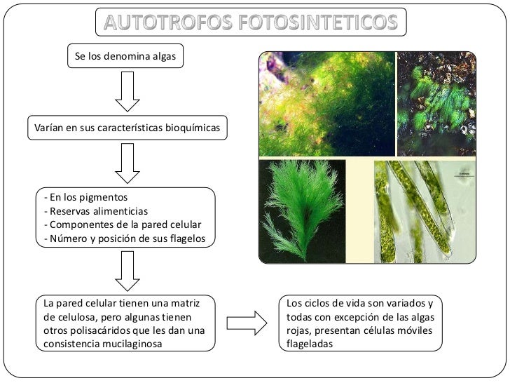 Reino protista