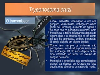 O transmissor:Febre, mal-estar, inflamação e dor nos gânglios, vermelhidão, inchaço nos olhos (sinal de Romanã), aumento do fígado e do baço são os principais sintomas. Com freqüência, a febre desaparece depois de alguns dias e a pessoa não se dá conta do que lhe aconteceu, embora o parasita já esteja alojado em alguns órgãos. Como nem sempre os sintomas são perceptíveis, o indivíduo pode saber que tem a doença, 20, 30 anos depois de ter sido infectado, ao fazer um exame de sangue de rotina. Meningite e encefalite são complicações graves da doença de Chagas na fase aguda, mas são raros os casos de morte.Doença de chagasPercevejo barbeiroTriatomainfestansTrypanosoma cruzi