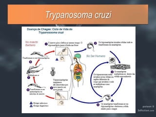 Trypanosoma cruzi