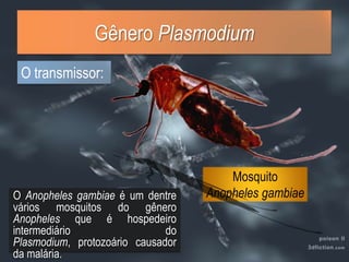 MosquitoAnopheles gambiaeGênero PlasmodiumO transmissor:O Anopheles gambiaeé um dentre vários mosquitos do gênero Anopheles que é hospedeiro intermediário do Plasmodium, protozoário causador da malária.