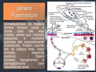 gênero PlasmodiumConsequências da malária severa incluem coma e morte caso não seja tratada, sendo que crianças pequenas e mulheres grávidas são especialmente vulneráveis. Podem ocorrer dor de cabeça forte, baço inchado, isquemia cerebral, fígado inchado, hipoglicemia, e hemoglobinúria com insuficiência renal.