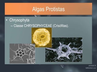 ChrysophytaClasse CHRYSOPHYCEAE (Crisófitas).Algas Protistas