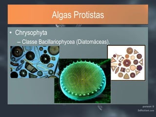 Algas ProtistasChrysophytaClasse Bacillariophycea (Diatomáceas).