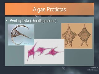 Algas ProtistasPyrrhophyta (Dinoflagelados).