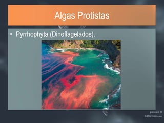 Algas ProtistasPyrrhophyta (Dinoflagelados).
