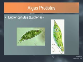 Algas ProtistasEuglenophytas (Euglenas)