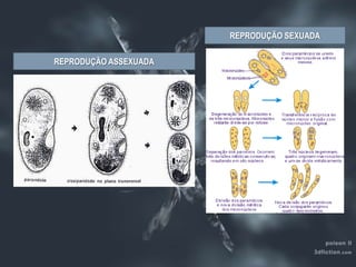 REPRODUÇÃO SEXUADAREPRODUÇÃO ASSEXUADA
