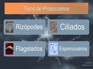 Tipos de Protozoários