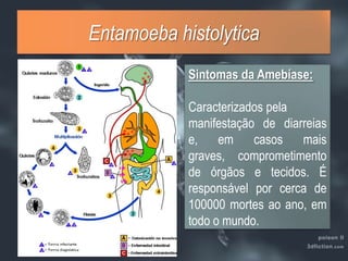 EntamoebahistolyticaSintomas da Amebíase:Caracterizados pelamanifestação de diarreias e, em casos mais graves, comprometimento de órgãos e tecidos. É responsável por cerca de 100000 mortes ao ano, em todo o mundo.