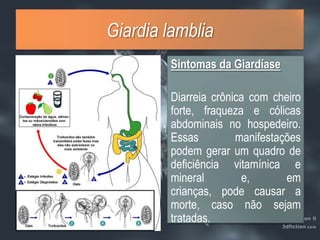 GiardialambliaSintomas da GiardíaseDiarreia crônica com cheiro forte, fraqueza e cólicas abdominais no hospedeiro. Essas manifestações podem gerar um quadro de deficiência vitamínica e mineral e, em crianças, pode causar a morte, caso não sejam tratadas. 