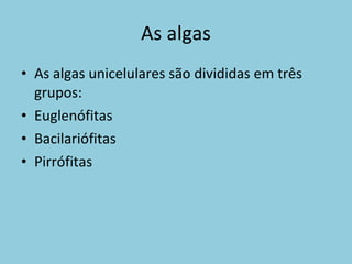 As algas As algas unicelulares são divididas em três grupos: Euglenófitas Bacilariófitas Pirrófitas 